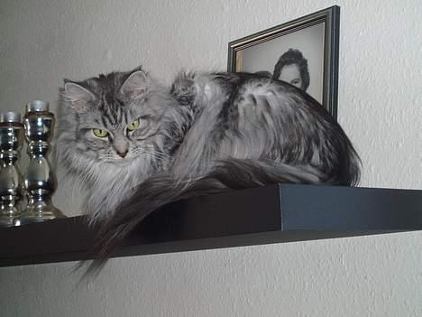 Maine Coon Zille - " Her på hylden kan jeg ligge i fred for ham Omally der tror han er så lækker.. Ha" billede 18