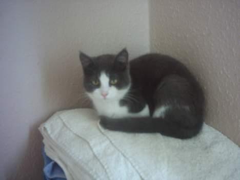 Huskat mini billede 1