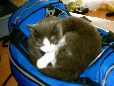 Huskat mini billede 2