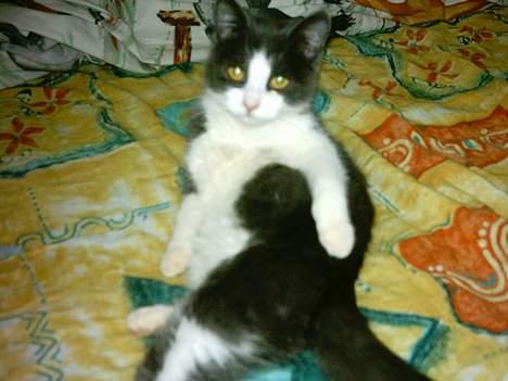 Huskat mini billede 3