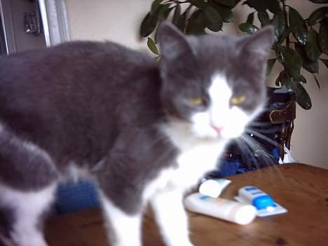 Huskat mini billede 4