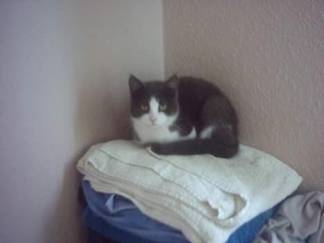 Huskat mini billede 5