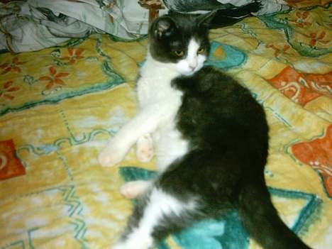 Huskat mini billede 6