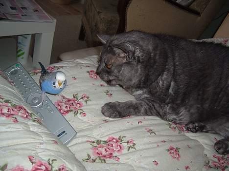 Huskat Mulle - Mulle og en af mine undulater billede 12