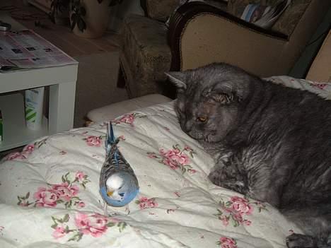 Huskat Mulle - Mulle og en af mine undulater billede 13