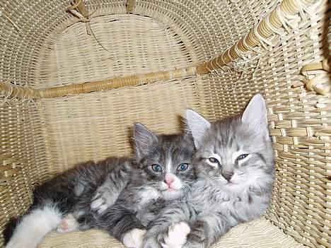 Blanding af racer Felix - R.I.P november 2010 - Brødre og venner for livet...her er de kun 8 uger! billede 14