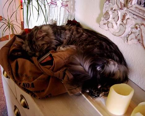 Maine Coon Zille - "Mors taske er nu dejlig.." billede 19