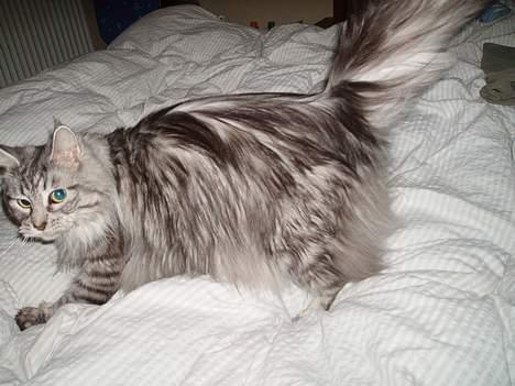Maine Coon Zille - "Lusker lidt rundt i mor og fars seng.." billede 20