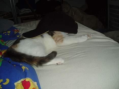 Huskat Mille - Gemmer mig lige i far´s kasket billede 6