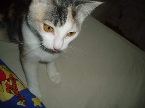 Huskat Mille - Tungen lige i munden..       Hun har vidst fået øje på snøren fra kameraet. billede 7