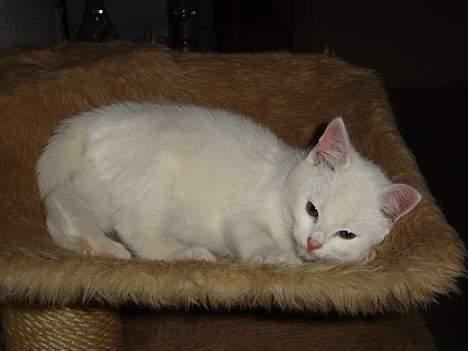 Huskat Marie - Marie i sin hængekøje billede 1