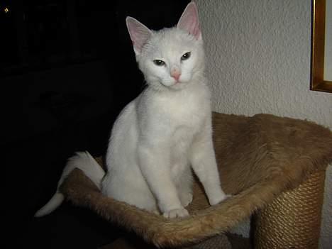 Huskat Marie - Kuk kuk, mor billede 2