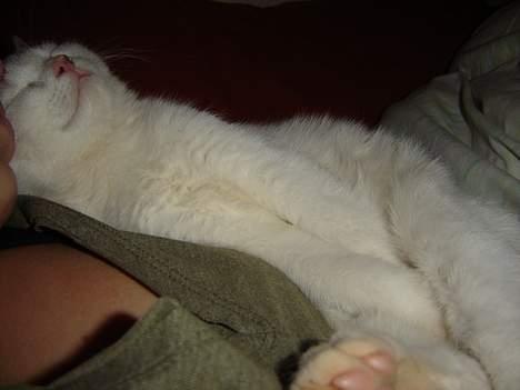 Huskat Marie - SNORK! billede 4