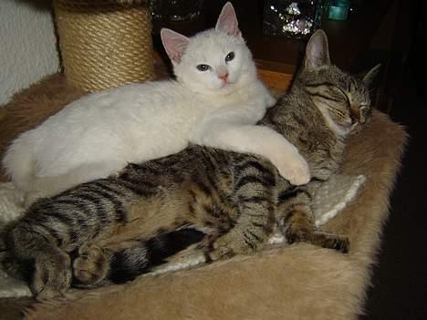 Huskat Marie - Det er altid hyggeligt at putte med Figgo billede 5