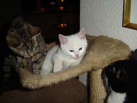 Huskat Marie - Hvorfor kigger de sådan på mig? billede 6