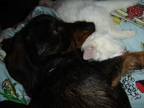 Huskat Marie - Her sover Marie sammen med Søren billede 7