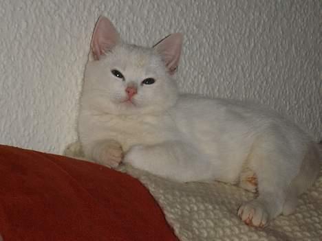 Huskat Marie - En lille sofamis billede 8