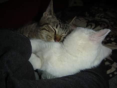 Huskat Marie - Man kan jo altid putte med Figgo billede 9