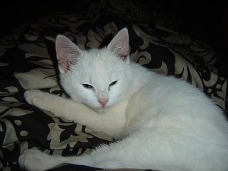 Huskat Marie - Det er SÅ dejligt når man får lov til at putte i sengen! billede 11