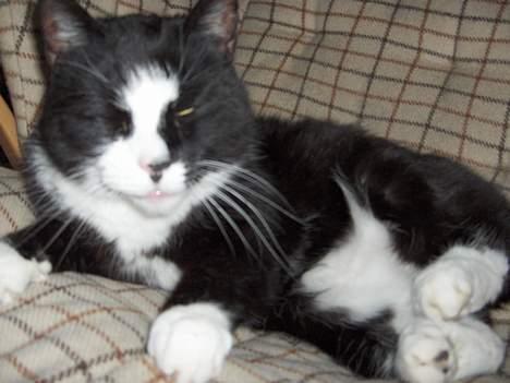 Blanding af racer Pjuske - her ligger jeg lige så godt=^___^= billede 8