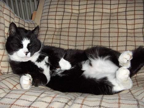 Blanding af racer Pjuske - klø mig lidt på maven, så er du sød. billede 9