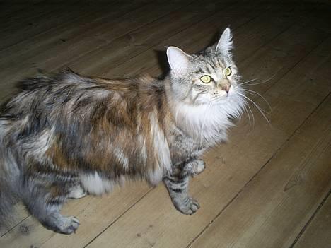 Maine Coon nadia - Her er jeg 10 mdr billede 5