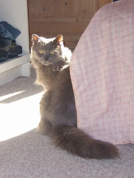 Blanding af racer Pjevs billede 5