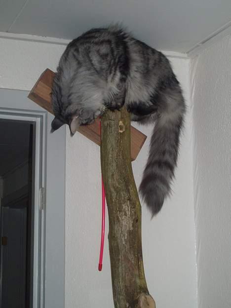 Maine Coon Omally - "Så fik far lavet en bjælke til os, så nu kan jeg rigtig kravle rundt, se lige hvor højt oppe jeg er.." 9/3-06 billede 18
