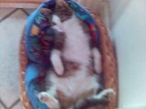 Blanding af racer Olivor - Arhh.. dejligt.. billede 2