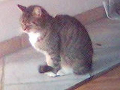 Blanding af racer Olivor - det er hans mor billede 3