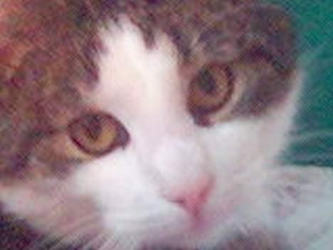 Blanding af racer Olivor - Uhh Uhh billede 4