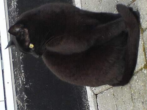 Blanding af racer Olivor - Hans bedste ven billede 5