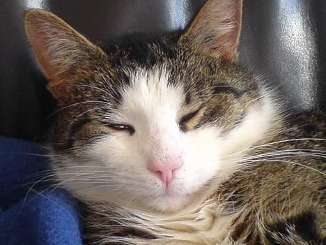 Blanding af racer Olivor - Ahh dejligt.. en sofa for mig selv billede 6