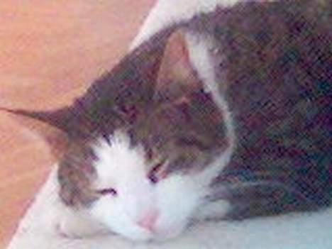 Blanding af racer Olivor - ohh her er godt billede 7