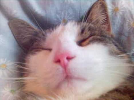 Blanding af racer Olivor - sikke en god dyne billede 8