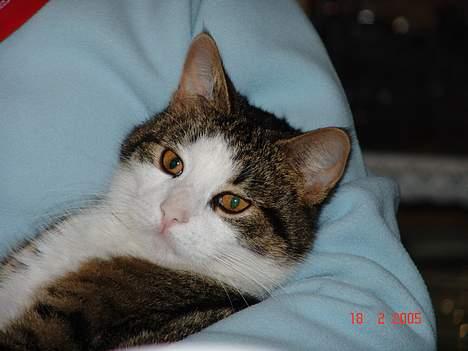 Blanding af racer Olivor - Hehe Jubii billede 9