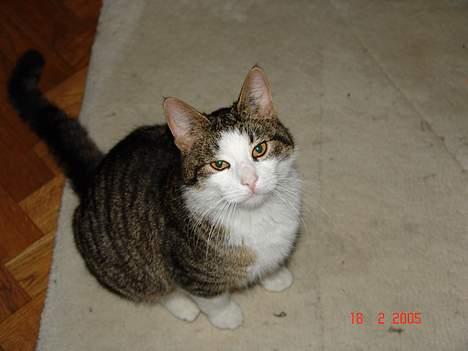 Blanding af racer Olivor - Uhh hvad er dog det billede 10