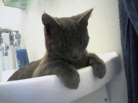 Huskat Herman - Herman elsker at ligge i håndvasken på badeværelset :-) billede 1