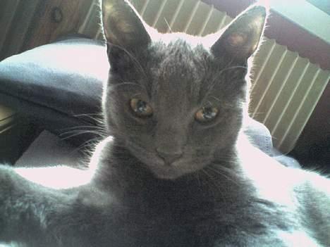 Huskat Herman billede 2