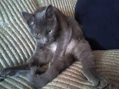 Huskat Herman - Herman jagter sin hale.. :-) billede 3