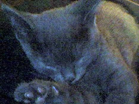 Huskat Herman billede 4