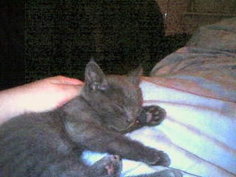 Huskat Herman billede 5