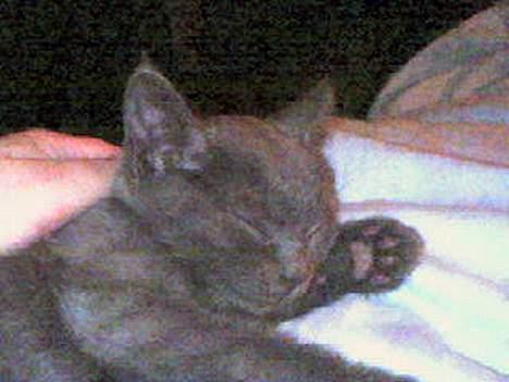 Huskat Herman billede 6