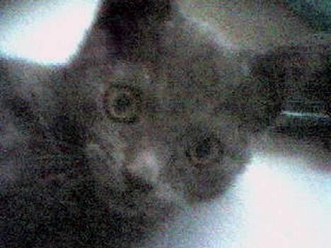 Huskat Herman billede 7