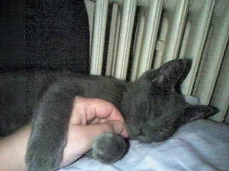 Huskat Herman billede 8