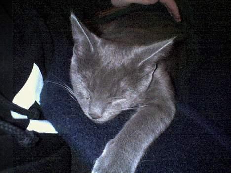 Huskat Herman billede 9