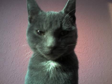 Huskat Herman - Hehe.. Tror Herman er ved at være træt af at blive fotograferet... billede 10