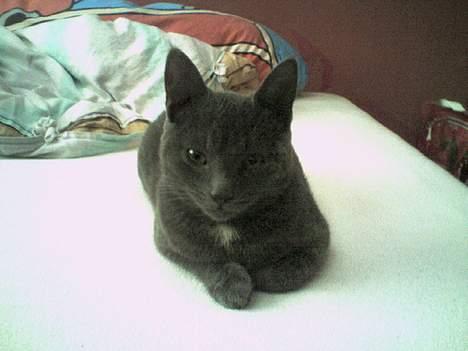 Huskat Herman - Men han kan også gøre sig rigtigt til! :-) billede 11