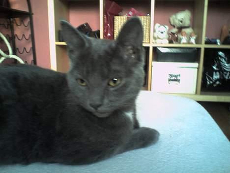 Huskat Herman billede 12