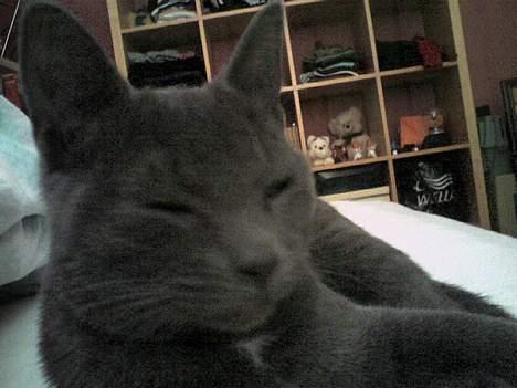 Huskat Herman billede 13